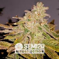 Semi24 Seedselection - Lemon Gelato - 1 fem