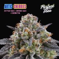 Perfect Tree - Artic Cherries - 6 fem