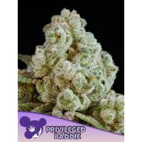 Anesia Seeds - Privileged Baddie - 3 fem