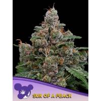 Anesia Seeds - Sun of a Peach - 5 fem