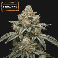 Seedstockers - Stardawg (Manny Cut) - 15 fem