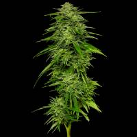 Humboldt Seed Company - Mango Sherbert - 5 fem