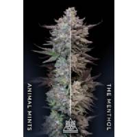 Compound Genetics - Animorph Mints - 5 fem