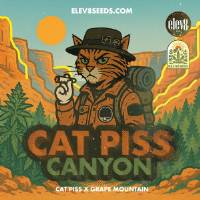Elev8 Seeds - Cat Piss Canyon - 3 fem