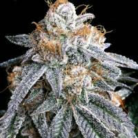 Elev8 Seeds - Purple Punch S1 - 3 fem