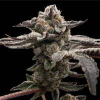 Elev8 Seeds - Tangie Candie - 3 fem