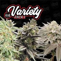 Elev8 Seeds - Variety Pack #1 - 6 fem