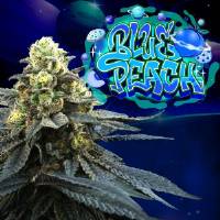 Perfect Tree - Blue Peach - 6 fem