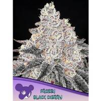 Anesia Seeds - Frozen Black Cherry - 10 fem