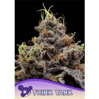 Anesia Seeds - Think Tank - 10 fem