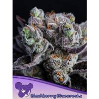 Anesia Seeds - Blackberry Moonrocks - 10 fem