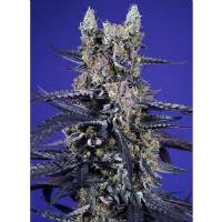 Sweet Seeds - Super Boof XL Auto - 3+1 auto