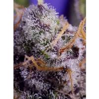 Sweet Seeds - Banana Cream Cake XL Auto - 3+1 auto