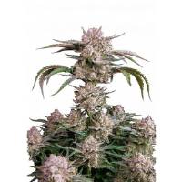 Fast Buds - Strawberry Gorilla Auto RF3 - 100 auto