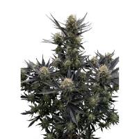 Fast Buds - Guava Auto RF3 - 100 auto