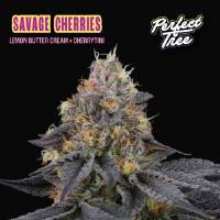 Perfect Tree - Savage Cherry - 6 Fem