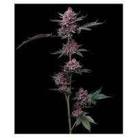 Barney's Farm - Cherry Poppers - 25 fem