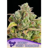 Anesia Seeds - Honey Fried Bananas - 5 fem