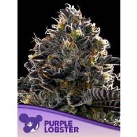 Anesia Seeds - Purple Lobster - 5 fem