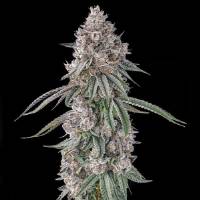 Compound Genetics - Lemon Chain : Lemon Gello x Mellowz #8 - 3 Fem
