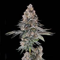 Compound Genetics - Mailbox Money : Glitter Bomb x Mellowz #8 - 3 Fem