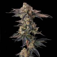 Compound Genetics - Pamellowz : Papaya x Mellowz #8 - 3 Fem