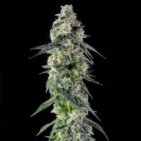 Compound Genetics - Afters : Mad Rabbid #5 x Mellowz #8 - 3 Fem