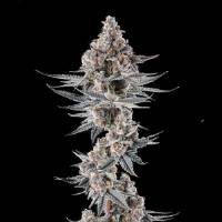 Compound Genetics - Eye of JAH : JAHmba Juice x Mellowz #8 - 3 Fem