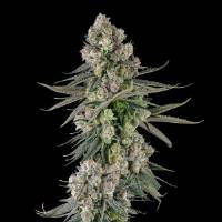 Compound Genetics - Glue Lotus : GG4 x Mellowz #8 - 3 Fem