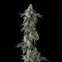 Compound Genetics - Wokstar : Egg Roll x Mellowz #8 - 3 Fem