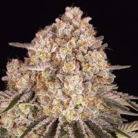 Barney's Farm - AK-47 - 10 fem