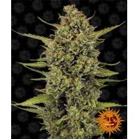 Barney's Farm - Acapulco Gold - 5 Fem