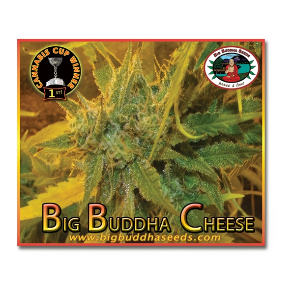 Big Buddha Seeds - Big Buddha Cheese - 5 fem