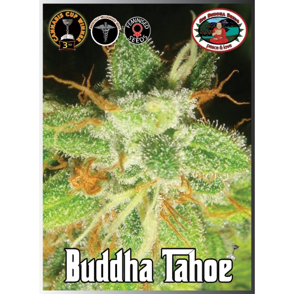 Big Buddha Seeds - Buddha Tahoe - 5 fem