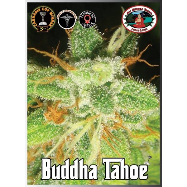 Big Buddha Seeds - Buddha Tahoe