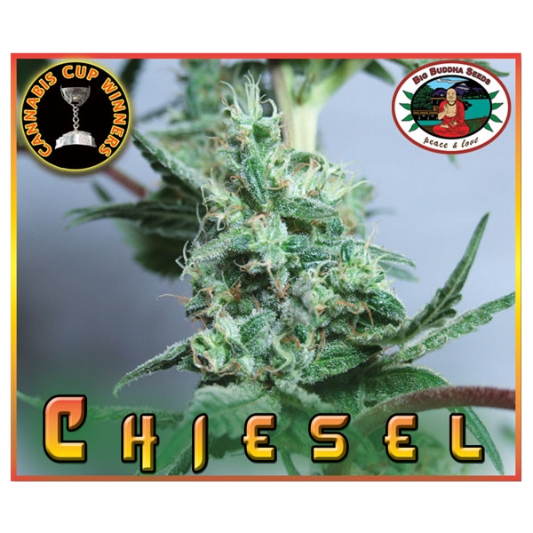 Big Buddha Seeds - Chiesel (5 semi di cannabis)