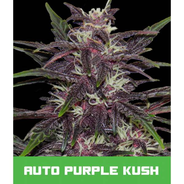 Purple Bud Semi Autofiorenti della White Label – Sensi Seeds