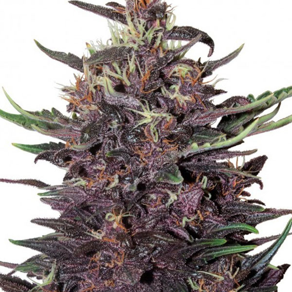 Purple Bud Semi Autofiorenti della White Label – Sensi Seeds