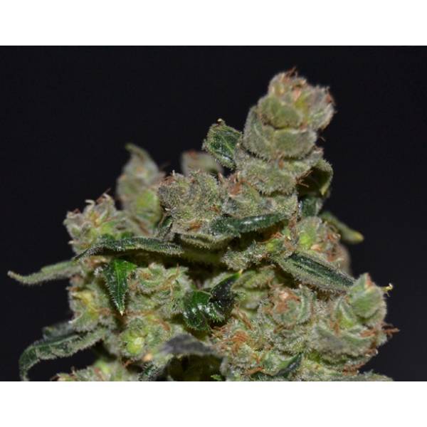 Diesel CBD Seeds - Semi Marijuana Femminizzati