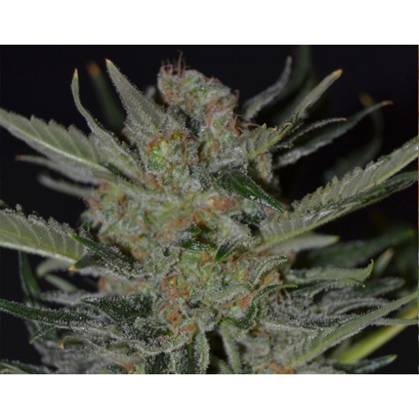 Domina CBD Seeds - Semi Femminizzati di marijuana