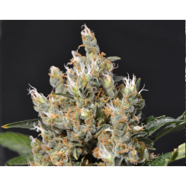 Kali CBD Seeds - Semi Cannabis Femminizzati