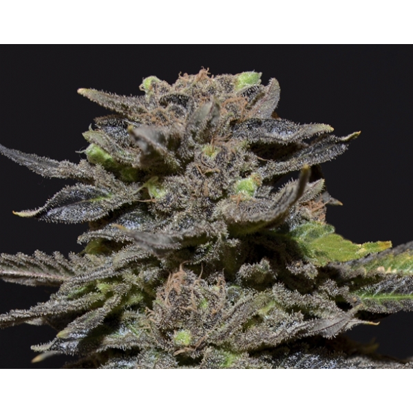 Magma CBD Seeds - Semi Cannabis Femminizzati