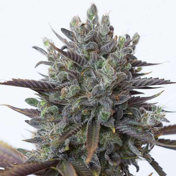 Semi di Cannabis dal THC alto - Dinafem Seeds