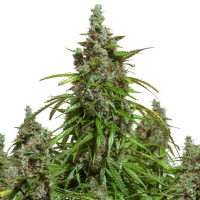 Dutch Passion Auto Mazar 3 Seeds 