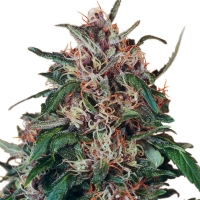 Dutch Passion Hollands Hope 10 Seeds 