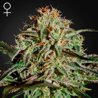 Green House A.M.S. 3 Seeds
