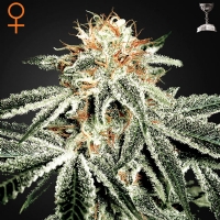 Green House White Widow 5 Seeds