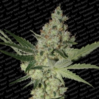 Paradise Seeds - Acid - 3 Fem