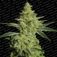 Paradise Seeds - Allkush 3