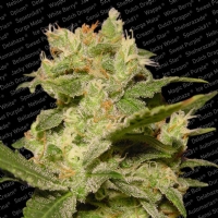 Paradise Seeds - Auto Jack Autofiorente 3
